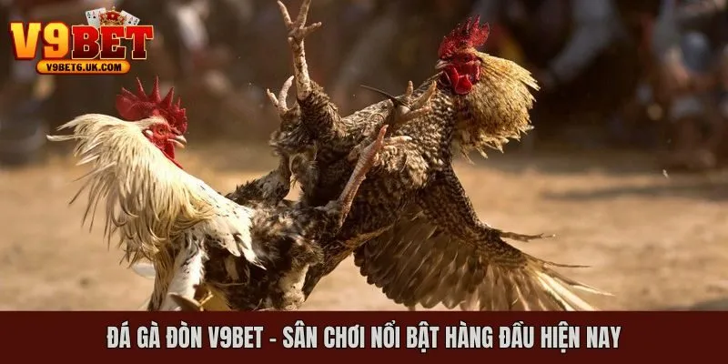đá gà đòn